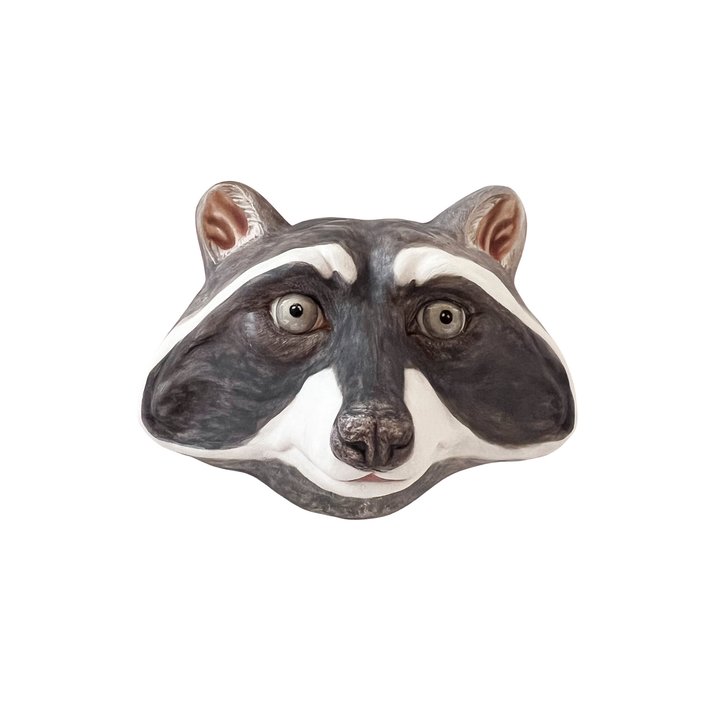 Raccoon 13